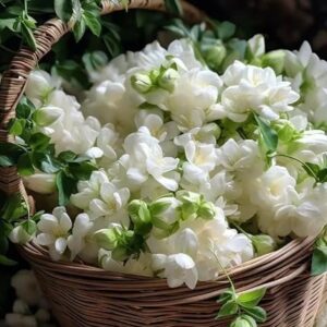 high germination jasmine seeds