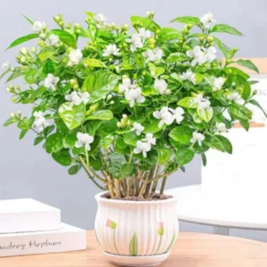 fragrant white jasmine seeds